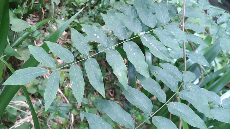 フジ 横浜市旭区帷子川親水緑道