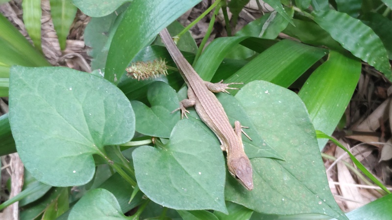 ニホンカナヘビ 横浜市旭区帷子川親水緑道