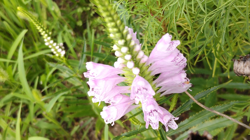 ハナトラノオの花 横浜市旭区帷子川親水緑道