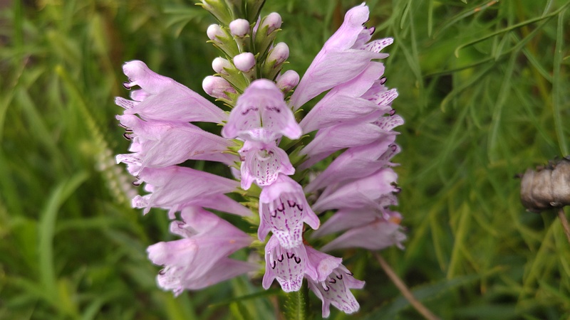ハナトラノオの花 横浜市旭区帷子川親水緑道