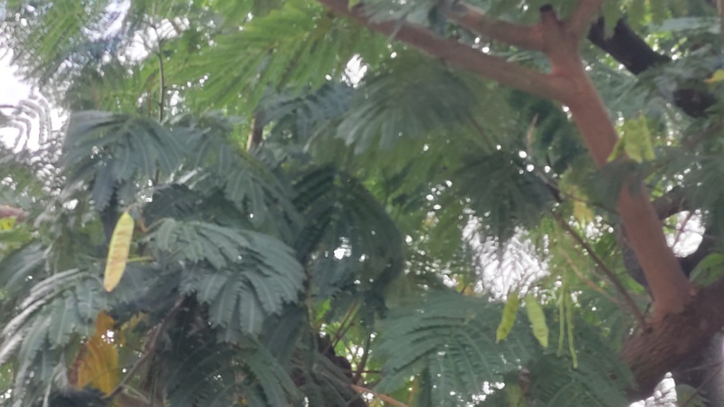 ネムノキの果実 横浜市旭区鶴ヶ峰