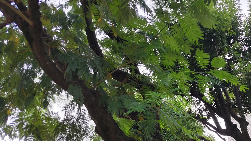 ネムノキ 横浜市旭区鶴ヶ峰