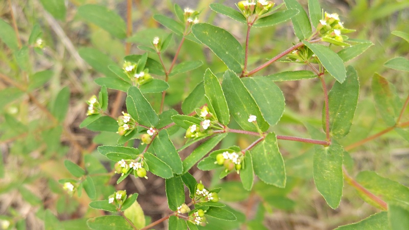 オオニシキソウの花 横浜市旭区今川町