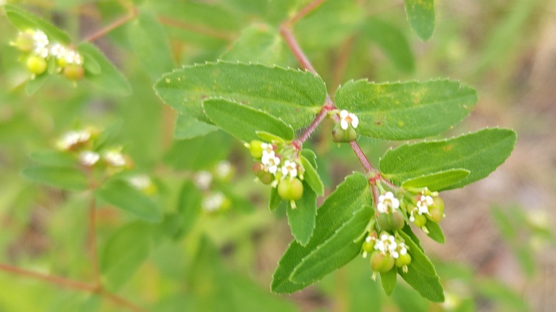 オオニシキソウの花 横浜市旭区今川町