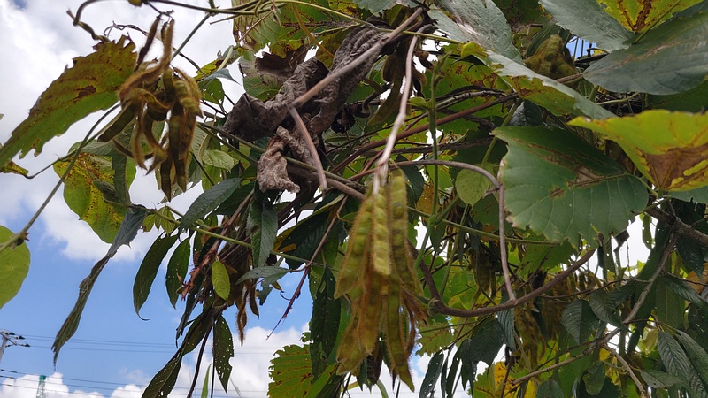 クズの果実 横浜市旭区今川町