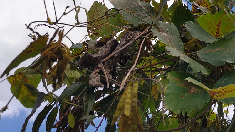 クズの果実 横浜市旭区今川町
