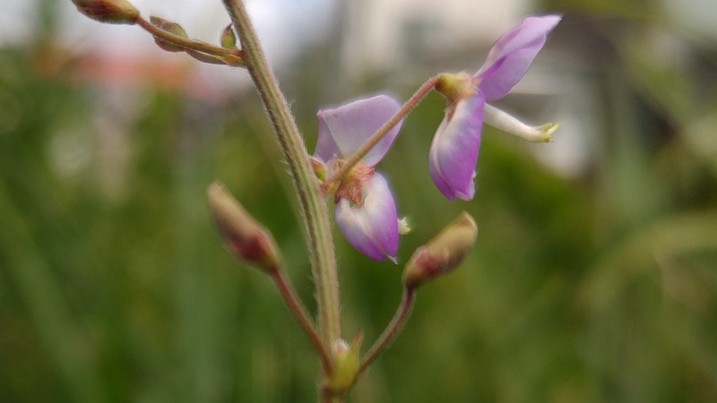 アレチヌスビトハギの花 横浜市旭区今川町
