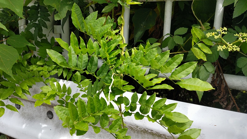 フジ 横浜市旭区今川町