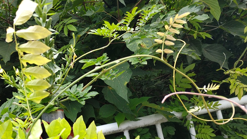 フジ 横浜市旭区今川町