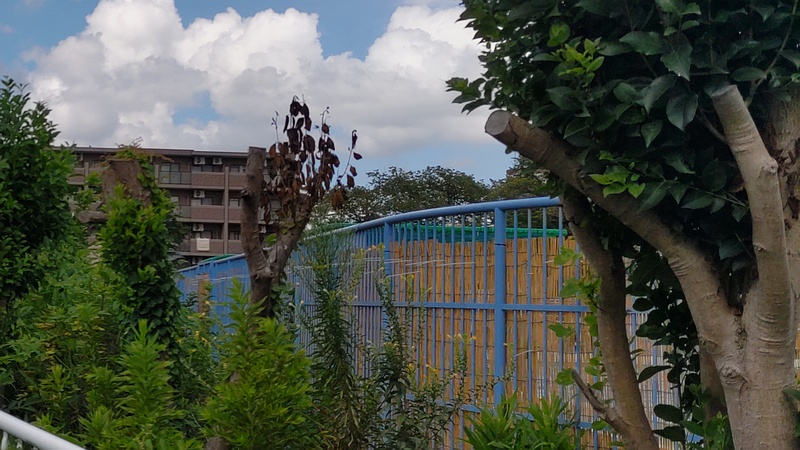 トウネズミモチの剪定跡 横浜市旭区鶴ヶ峰鶴ヶ峰本町公園