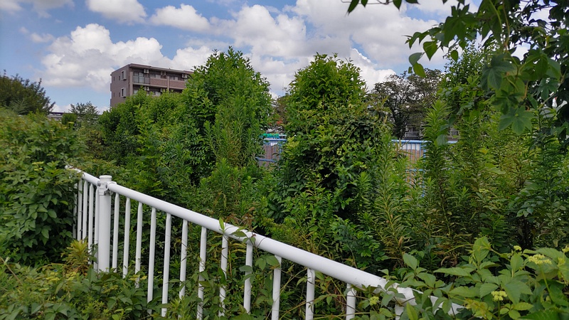 トウネズミモチの剪定跡 横浜市旭区鶴ヶ峰鶴ヶ峰本町公園