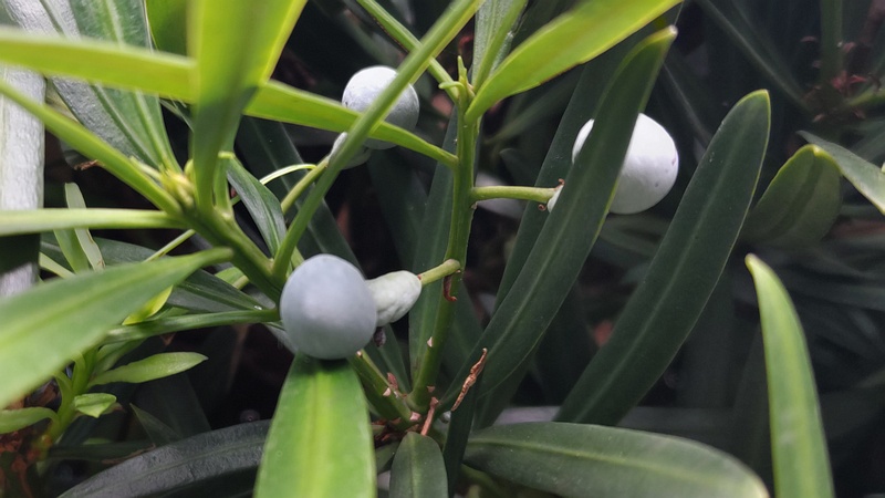 イヌマキの果実 横浜市旭区今宿南町