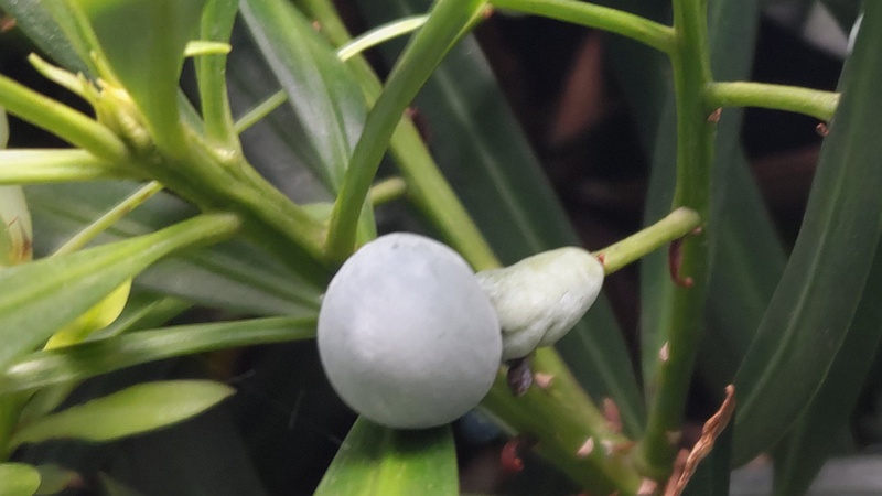 イヌマキの果実 横浜市旭区今宿南町