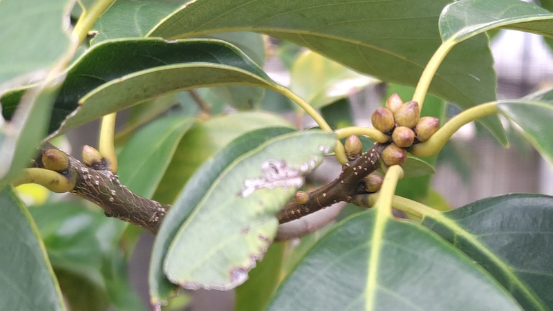 アラカシの芽 川崎市幸区創造のもり