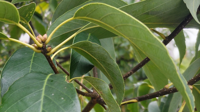 アラカシの芽 川崎市幸区創造のもり