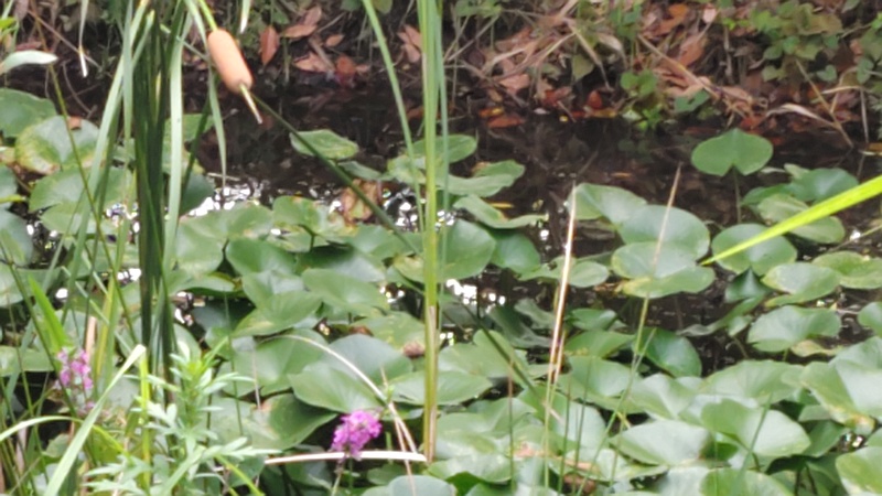スイレンとアレチヌスビトハギの花 川崎市幸区さいわいふるさと公園