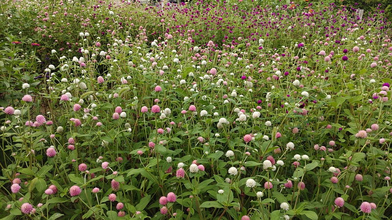 センニチコウの花 川崎市幸区さいわいふるさと公園