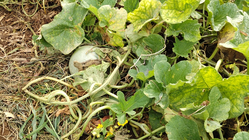 メロンの果実 川崎市幸区さいわいふるさと公園
