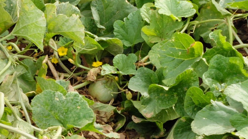 メロンの果実 川崎市幸区さいわいふるさと公園