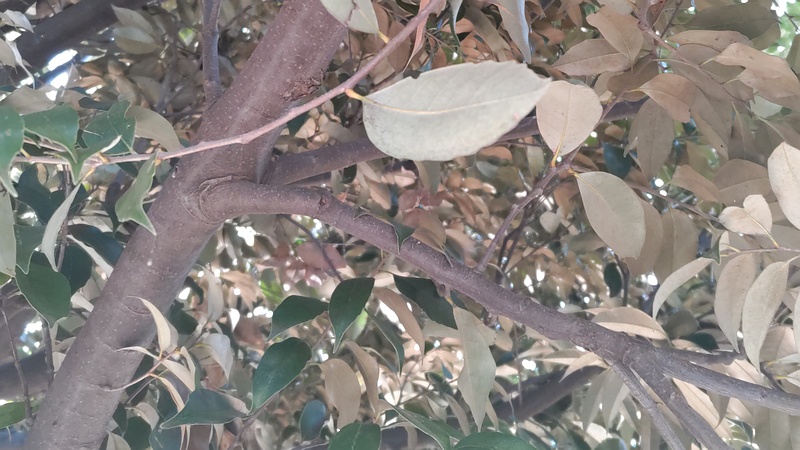 スダジイ 川崎市幸区さいわいふるさと公園