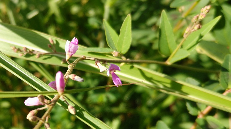 アレチヌスビトハギの花 川崎市幸区さいわいふるさと公園