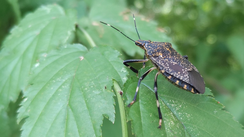 シロヤマブキのキマダラカメムシ 川崎市幸区さいわいふるさと公園