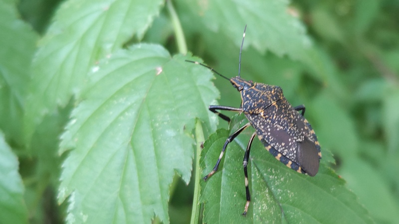 シロヤマブキのキマダラカメムシ 川崎市幸区さいわいふるさと公園