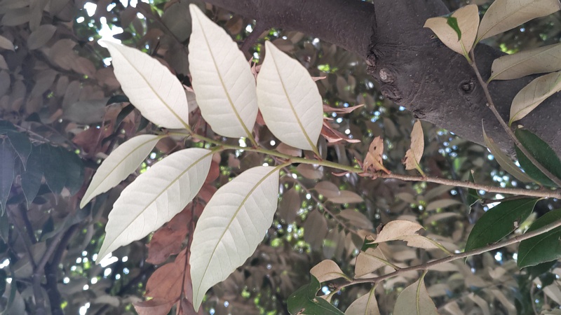 スダジイ 川崎市幸区さいわいふるさと公園