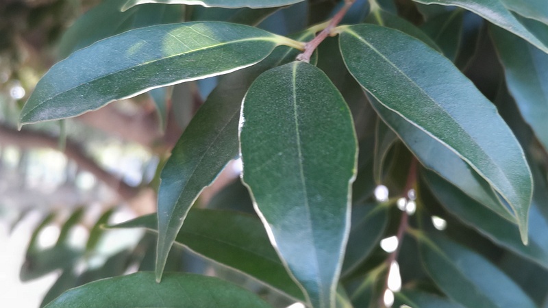 スダジイ 川崎市幸区さいわいふるさと公園