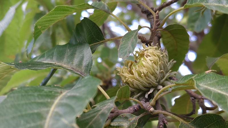 クヌギの果実 川崎市幸区さいわいふるさと公園