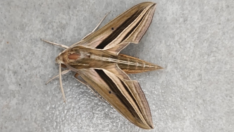 セスジスズメ 川崎市幸区