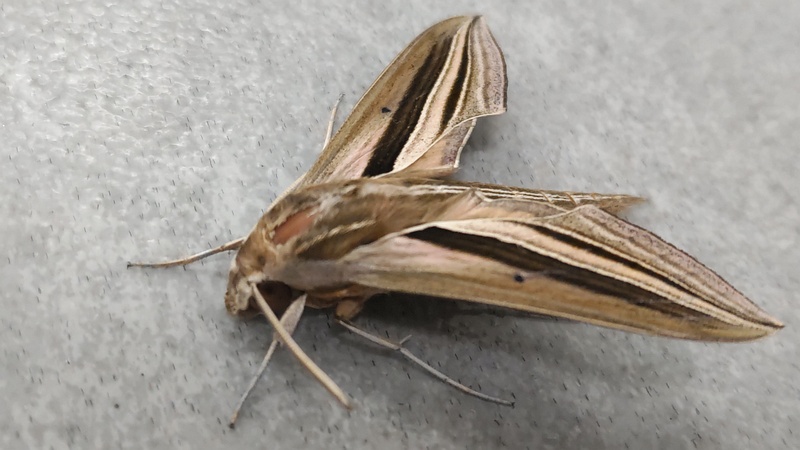 セスジスズメ 川崎市幸区