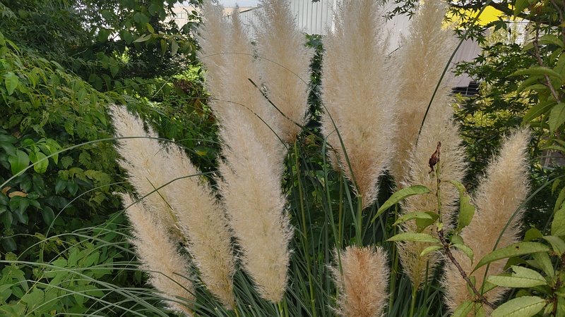 シロガネヨシ 横浜市旭区鶴ヶ峰本町