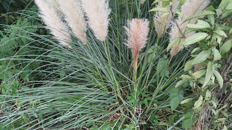 シロガネヨシ 横浜市旭区鶴ヶ峰本町