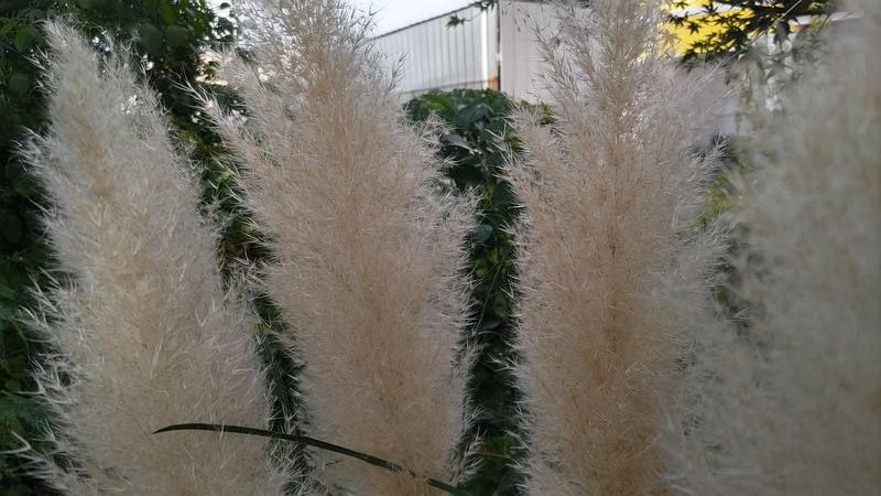 シロガネヨシ 横浜市旭区鶴ヶ峰本町