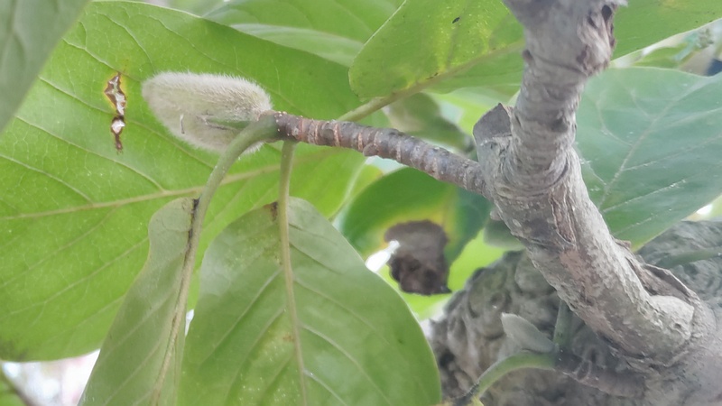 モクレンの蕾 横浜市旭区今宿東町