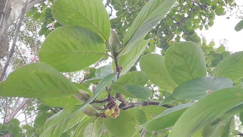 モクレンの蕾 横浜市旭区今宿東町
