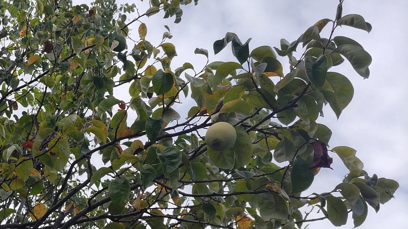 カリンの果実 横浜市旭区今宿東町