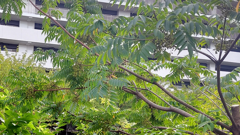 ハゼノキの果実 横浜市旭区今宿東町