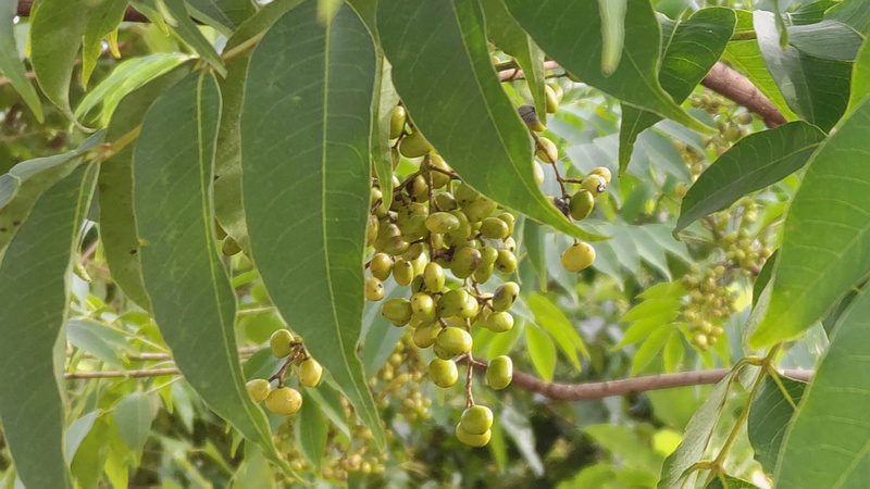 ハゼノキの果実 横浜市旭区今宿東町