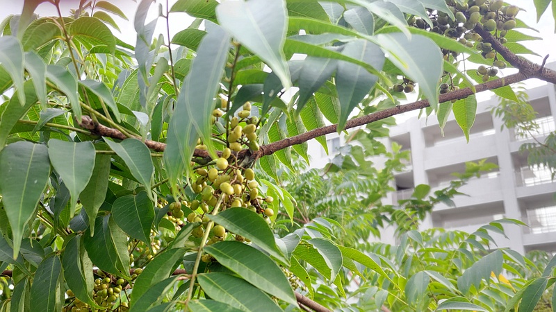 ハゼノキの果実 横浜市旭区今宿東町