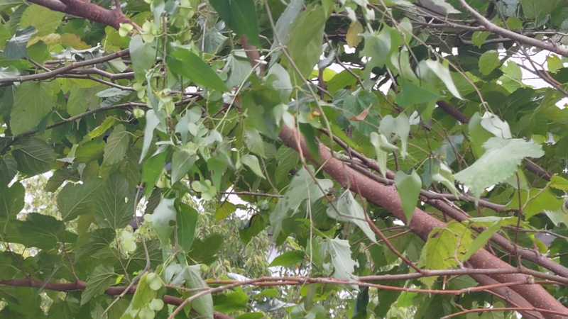 ヤマノイモの果実 横浜市旭区今宿東町