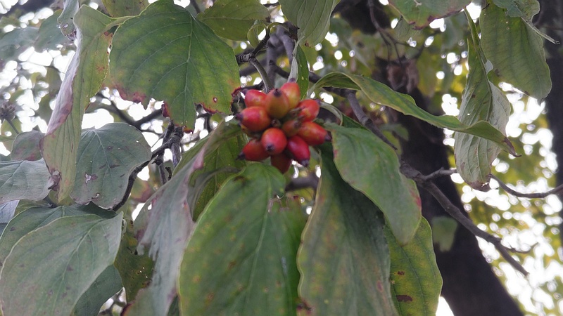 ハナミズキの果実 横浜市旭区今宿東町