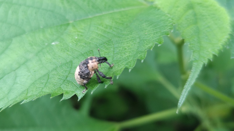 カラムシのオジロアシナガゾウムシ 横浜市旭区今宿南町