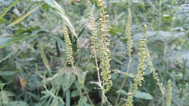 オオブタクサの花 横浜市旭区今宿南町