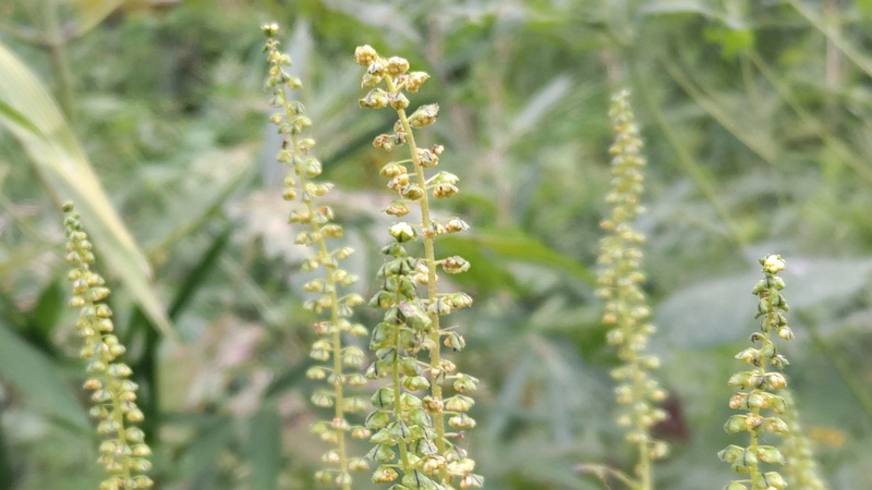オオブタクサの花 横浜市旭区今宿南町
