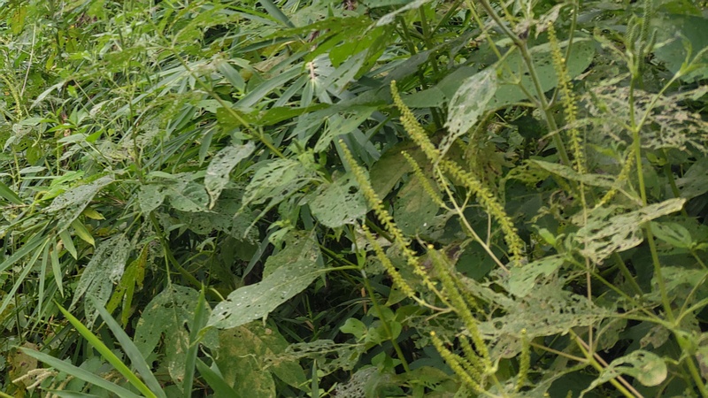 オオブタクサの花 横浜市旭区今宿南町