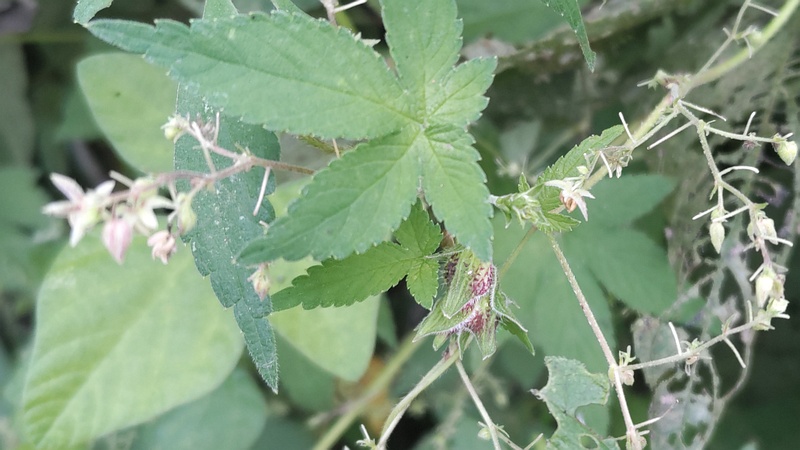 カナムグラの雌花と果実 横浜市旭区今宿南町