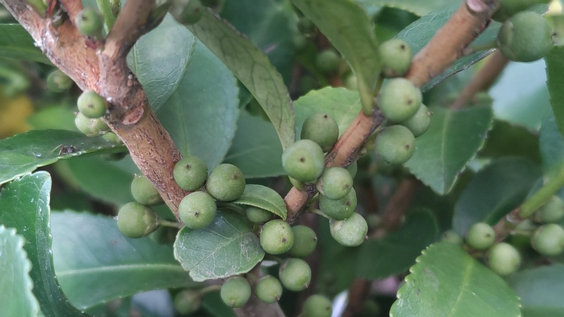 ヒサカキの果実 横浜市旭区今宿南町