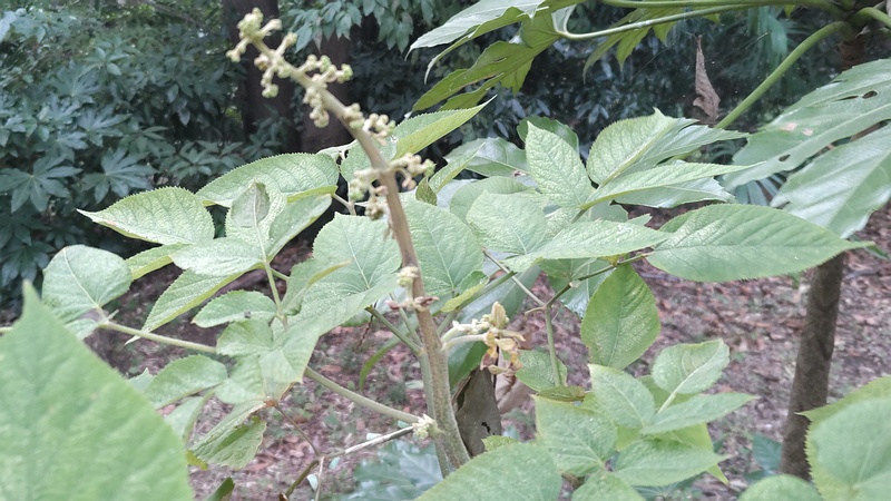 ヌルデの蕾 横浜市旭区希望が丘水の森公園